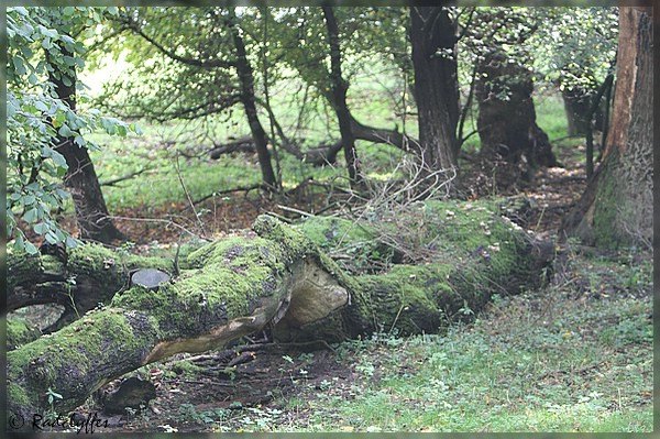 kleinIMG_9525.jpg