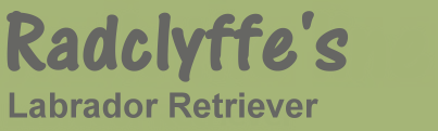 Radclyffe’s Labrador Retriever