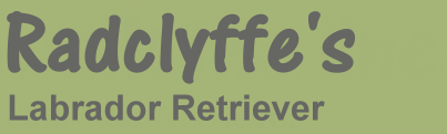 Radclyffe's Labrador Retriever